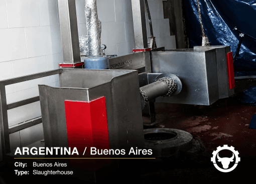CATTLE DEHIDING IN ARGENTINA — BUENOS AIRES