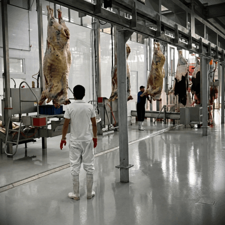 Cattle Slaughterhouse