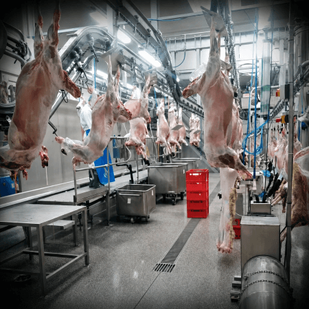 Sheep Slaughterhouse