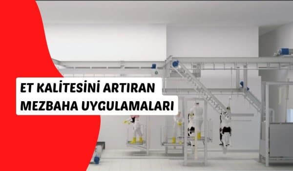 تحسين جودة اللحوم في المسالخ