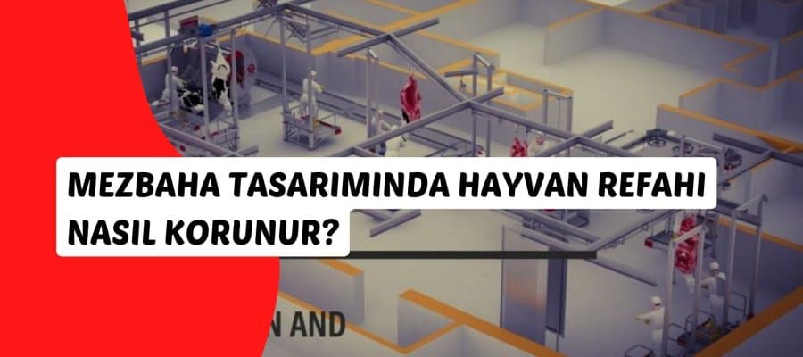 كيف نحمي رعاية الحيوان في تصميم المسالخ؟